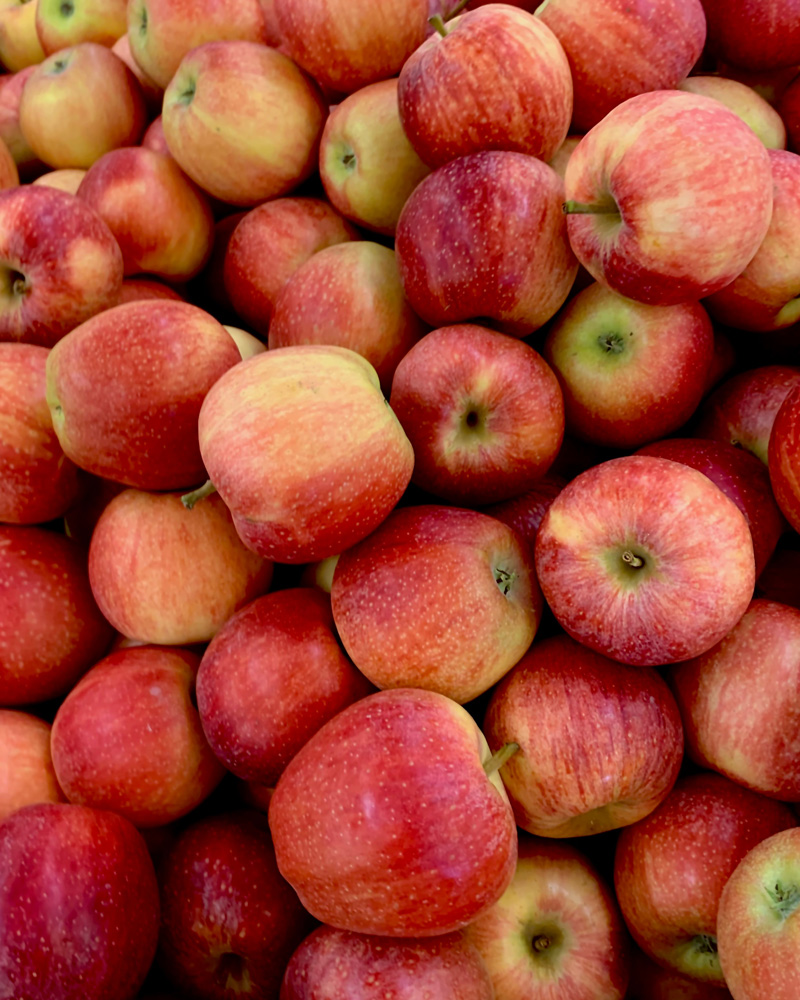 gt-foodstore-product-14