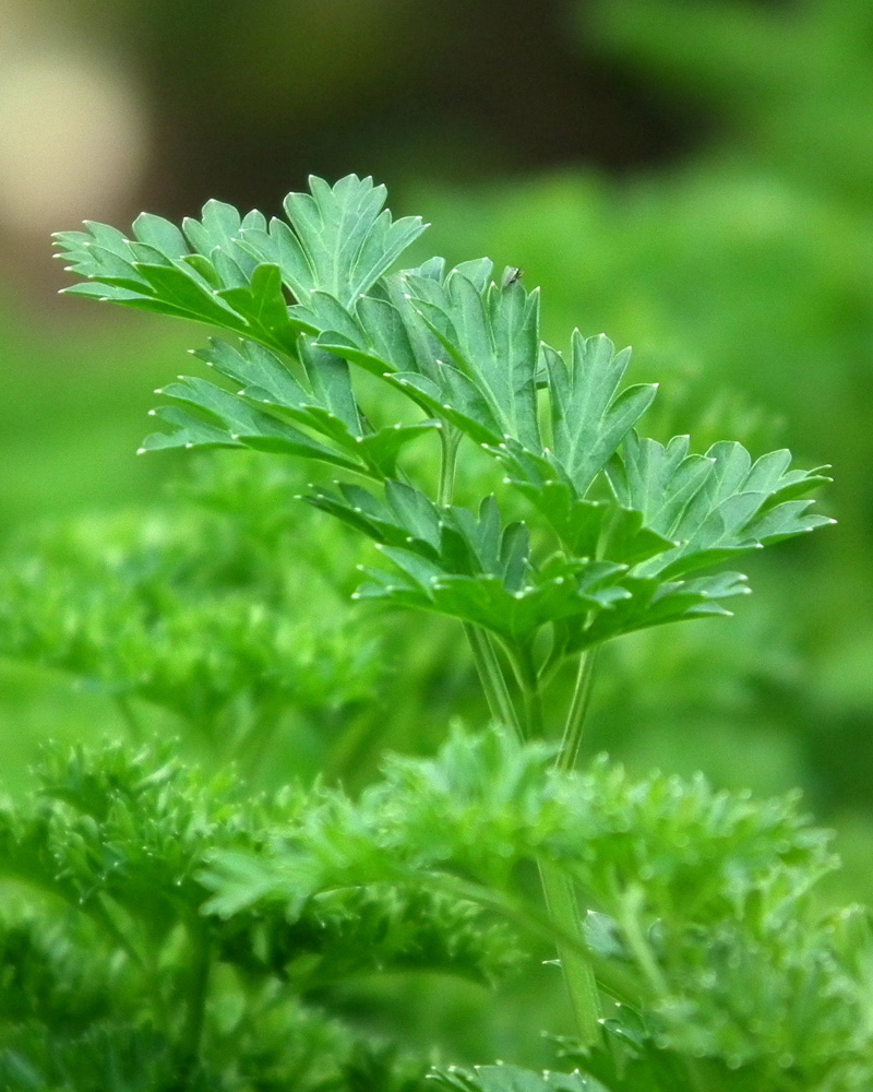 gt-foodstore-product-2